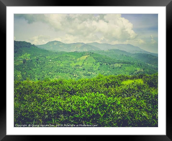 Green Tea Plantation on Mountain Framed Mounted Print by Quang Nguyen Duc