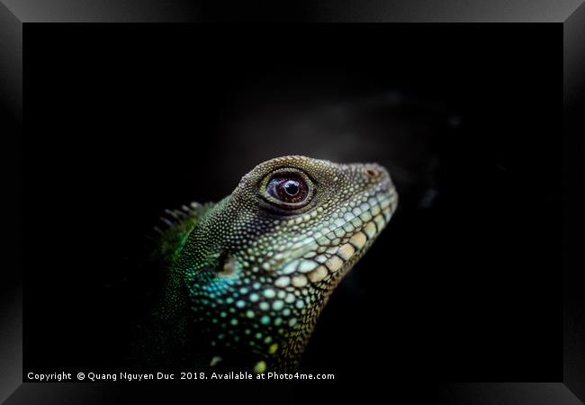 Iguana Eyes Side view Framed Print by Quang Nguyen Duc
