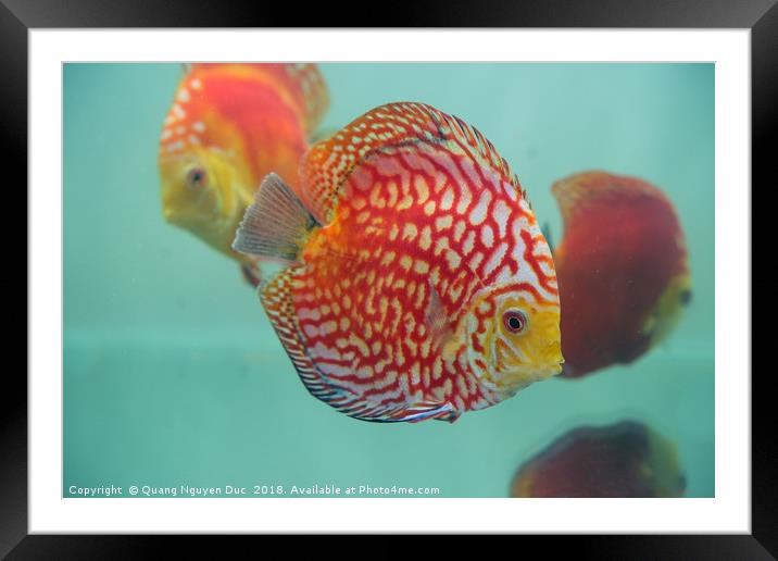 Aquarium Orange Spotted Fish Cicus  Framed Mounted Print by Quang Nguyen Duc