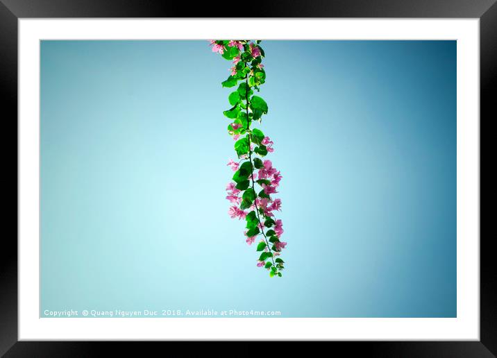 Bougainvillea branch Framed Mounted Print by Quang Nguyen Duc