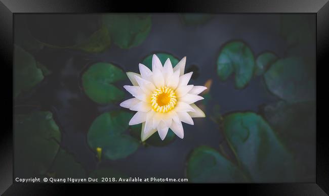 Water Lily Framed Print by Quang Nguyen Duc