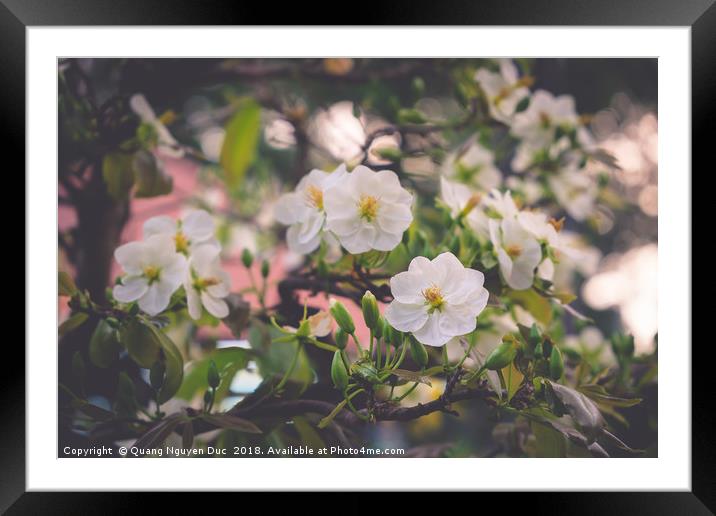 White Apricot Blossom Framed Mounted Print by Quang Nguyen Duc