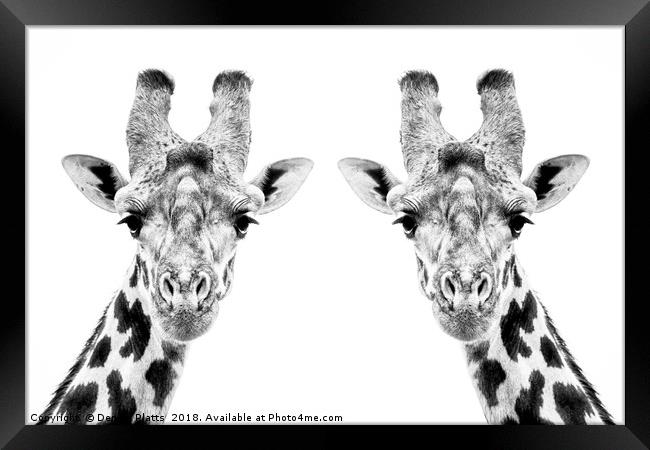 Giraffe Twins Framed Print by Dennis Platts