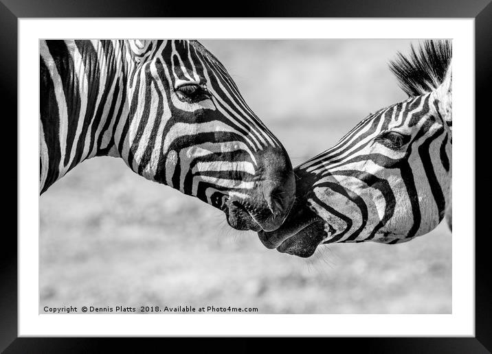 Zebra Friends Framed Mounted Print by Dennis Platts