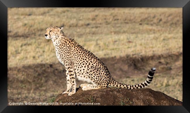 Cheetah Lookout Framed Print by Dennis Platts