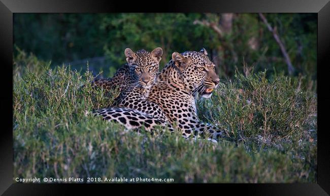 Leopard with Cub Framed Print by Dennis Platts