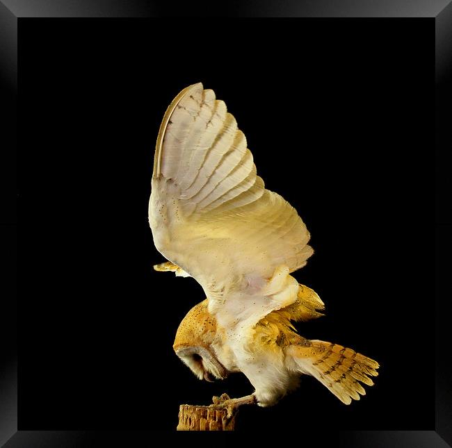 Barn Owl Framed Print by Trevor Coates