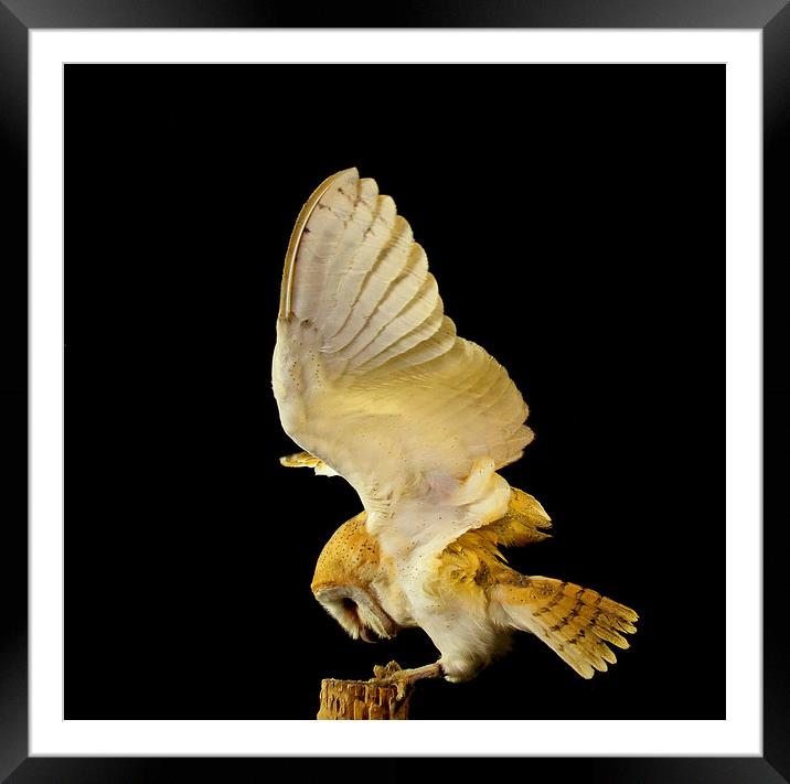 Barn Owl Framed Mounted Print by Trevor Coates