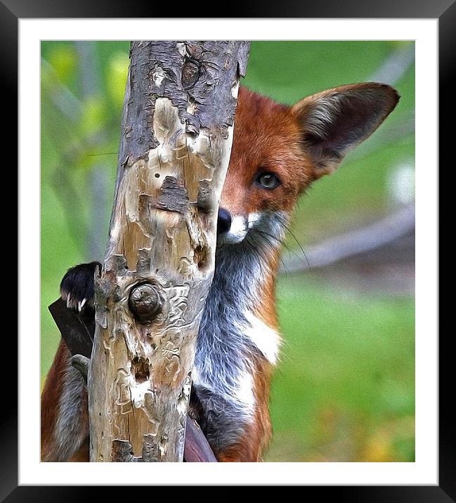 Fox Hide & Seek Framed Mounted Print by Trevor Coates