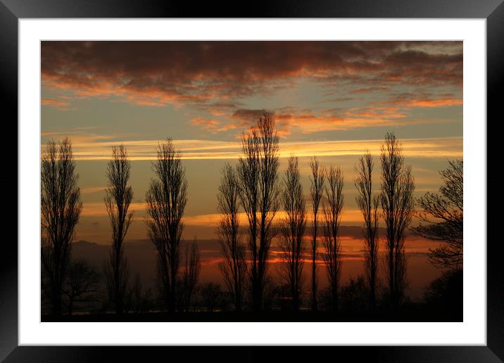 Trees at Sunset Framed Mounted Print by Trevor Coates