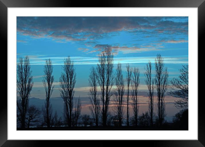 Row of trees silhouetted at sunset Framed Mounted Print by Trevor Coates