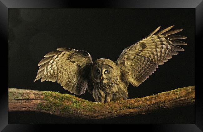 Great Grey Owl Framed Print by Trevor Coates