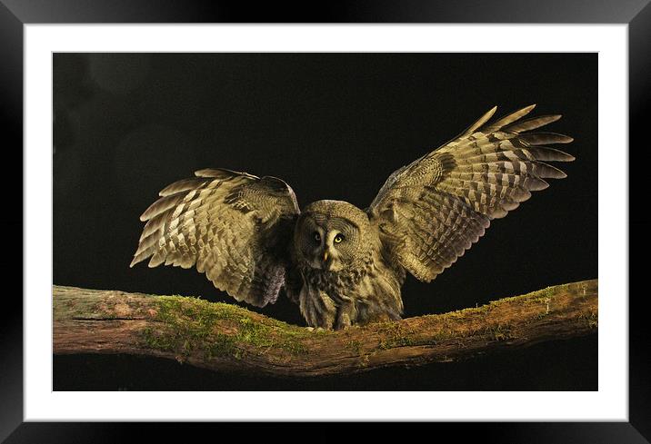 Great Grey Owl Framed Mounted Print by Trevor Coates