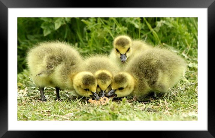 Cute Goslings feeding Framed Mounted Print by Trevor Coates