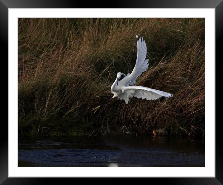 Little Egret in dramatic flight Framed Mounted Print by Trevor Coates
