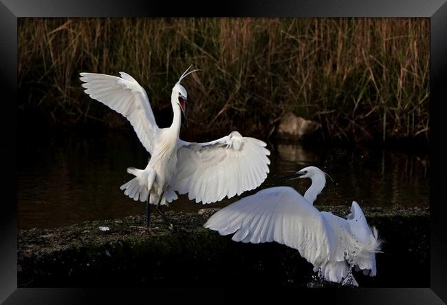 Little Egrets fighting Framed Print by Trevor Coates