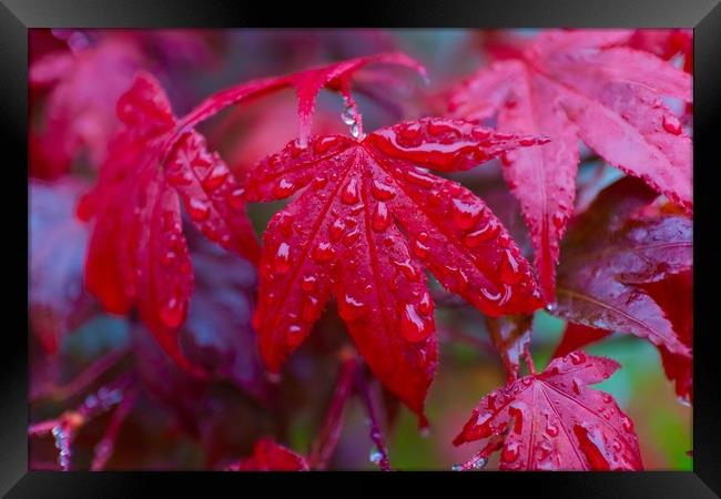 Acer palmatum leaf commonly know as Japanese Maple Framed Print by Phil Page