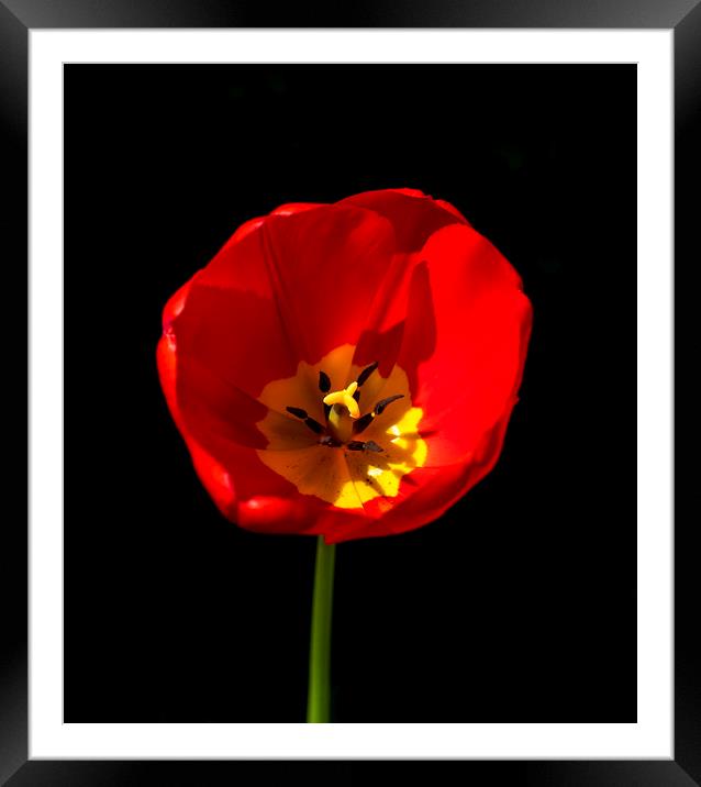 Red Tulip Framed Mounted Print by Phil Page
