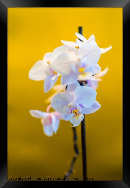 Contemporary Orchids Framed Print by Phil Page