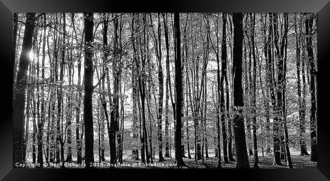 Tall Trees in The Black & White Woods  Framed Print by Geoff Richards