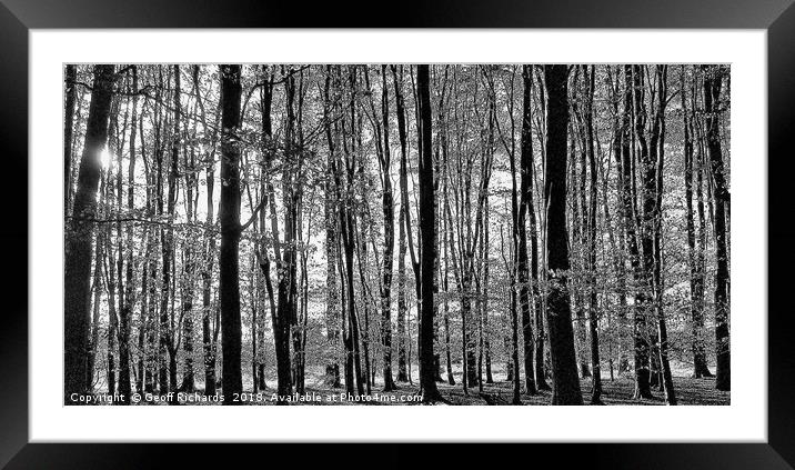 Tall Trees in The Black & White Woods  Framed Mounted Print by Geoff Richards