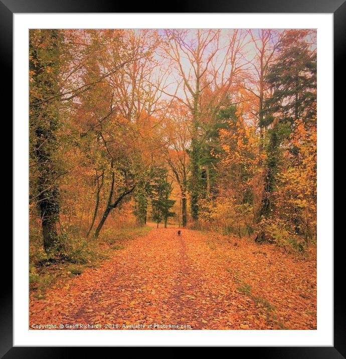 autumn in the woods with Skipper Framed Mounted Print by Geoff Richards