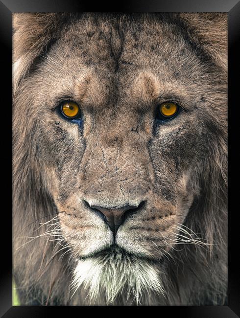 Male African Lion up close. Framed Print by Andrew Michael