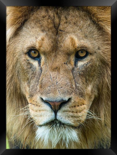 Male African Lion up close. Framed Print by Andrew Michael