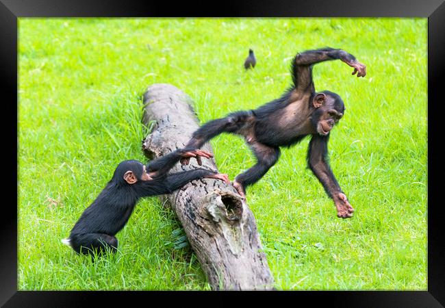 Two baby Chimps playing on a log. Framed Print by Andrew Michael