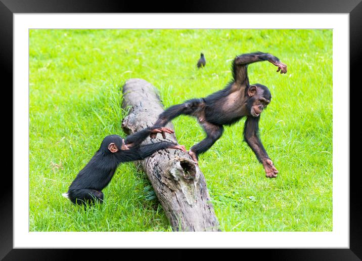 Two baby Chimps playing on a log. Framed Mounted Print by Andrew Michael