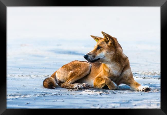 Dingo on 75 mile mile beach Framed Print by Andrew Michael