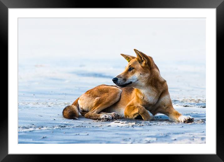 Dingo on 75 mile mile beach Framed Mounted Print by Andrew Michael