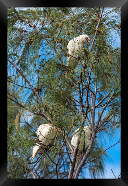 Goffin Cockatoos in the trees at Cape Byron Bay Framed Print by Andrew Michael