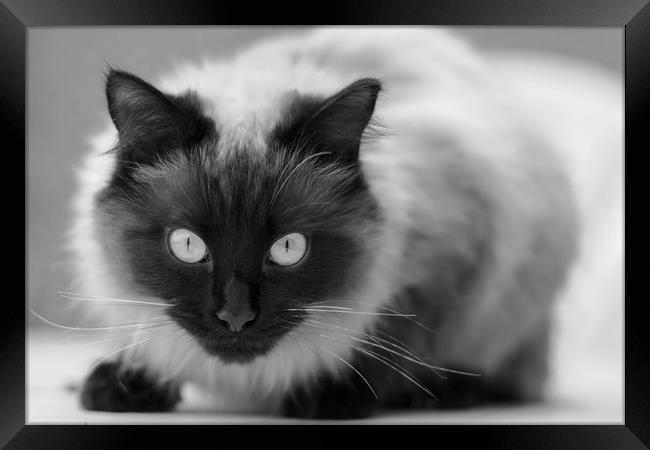 Ragdoll cat Framed Print by Andrew Michael
