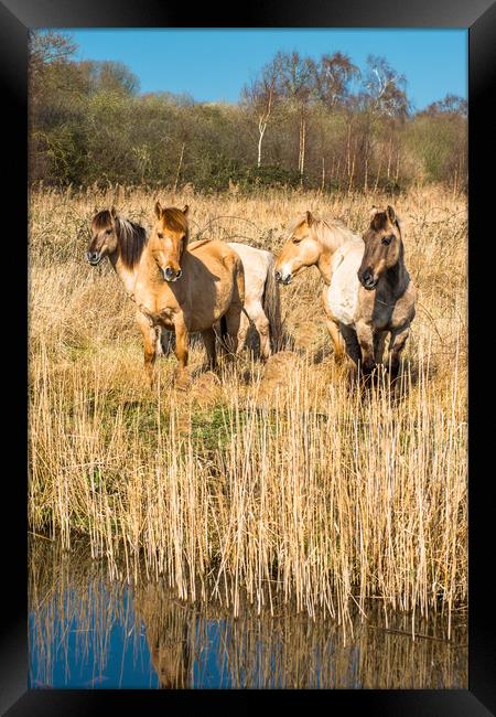 Wild Konik ponies on Wicken Fen Framed Print by Andrew Michael