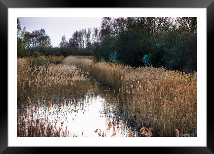Reed beds at Wicken Fen  Framed Mounted Print by Andrew Michael