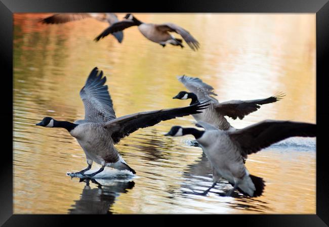 Canada geese landing at sunset Framed Print by Andrew Michael