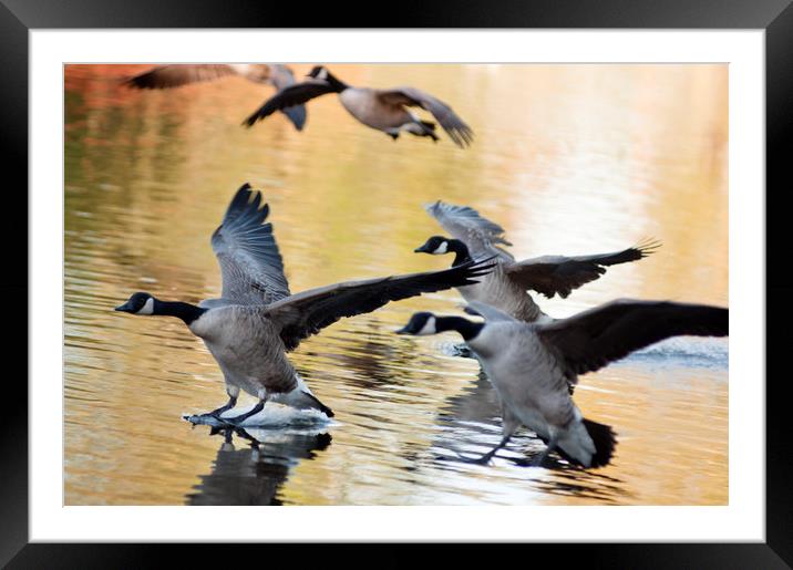 Canada geese landing at sunset Framed Mounted Print by Andrew Michael