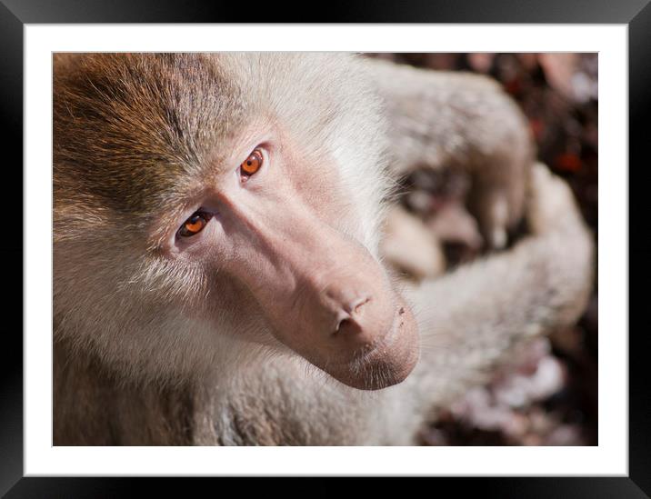 Hamadryas baboon portrait Framed Mounted Print by Andrew Michael