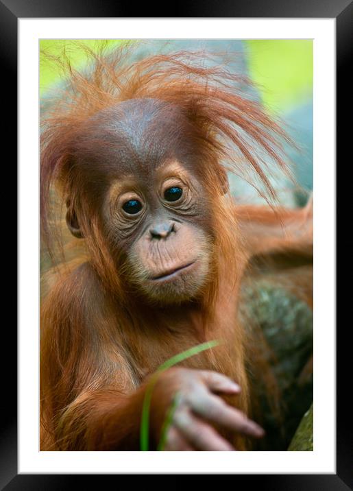 Cute baby Orangutan Framed Mounted Print by Andrew Michael
