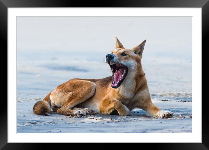 Fraser Island Dingo Framed Mounted Print by Andrew Michael