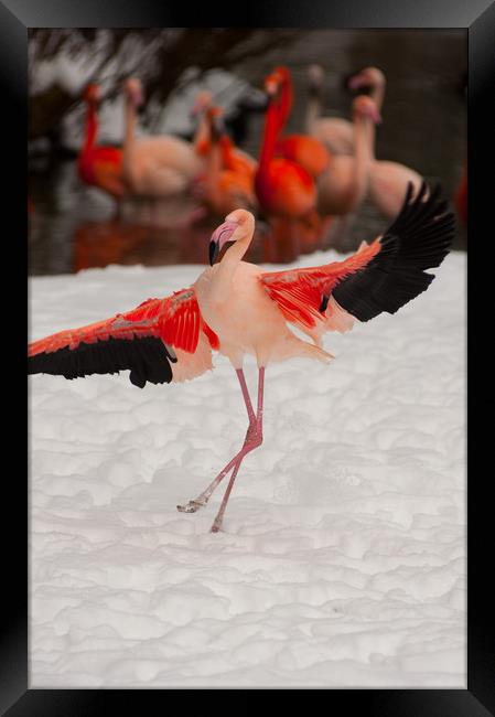 Flamenco dancer! Framed Print by Andrew Michael