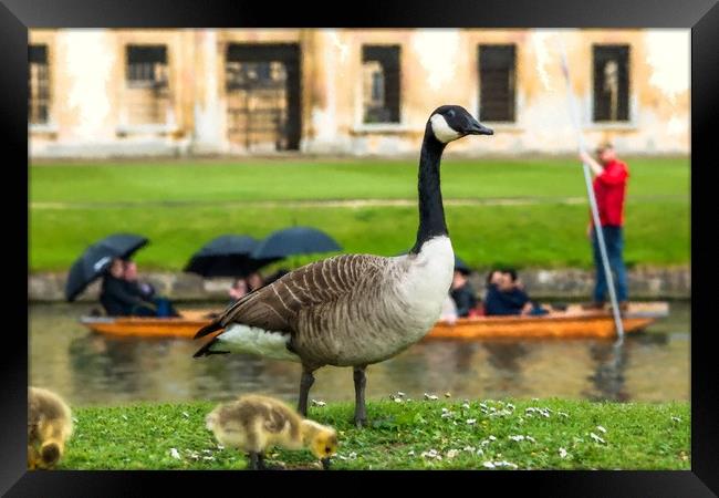 Canadian goose with newly born baby goslings Framed Print by Andrew Michael