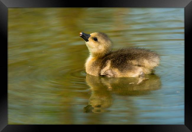 Baby Greylag goose Framed Print by Andrew Michael
