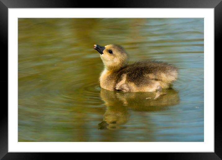 Baby Greylag goose Framed Mounted Print by Andrew Michael