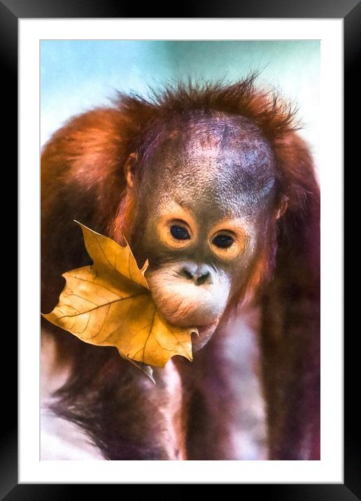 Cute baby orangutan Framed Mounted Print by Andrew Michael