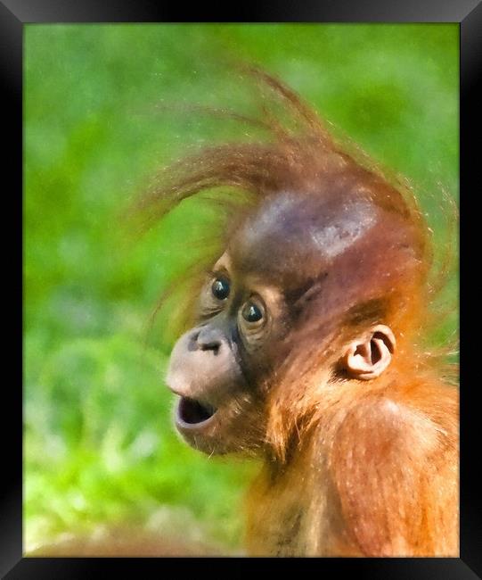 Baby Orangutan looks on in wonder  Framed Print by Andrew Michael