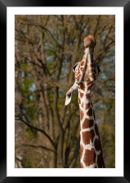Giraffe stretching up high Framed Mounted Print by Andrew Michael