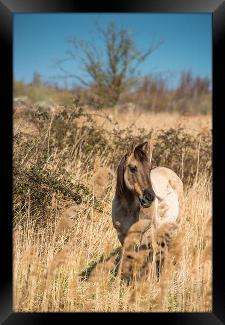 Konik ponies on the banks of Burwell Lode Framed Print by Andrew Michael