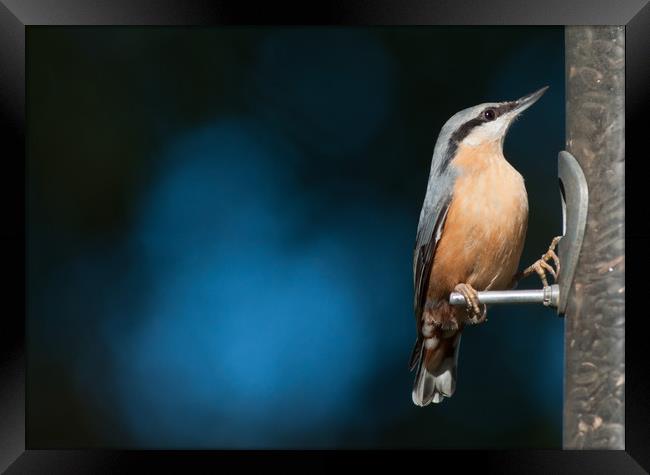 Eurasian nuthatch Framed Print by Andrew Michael
